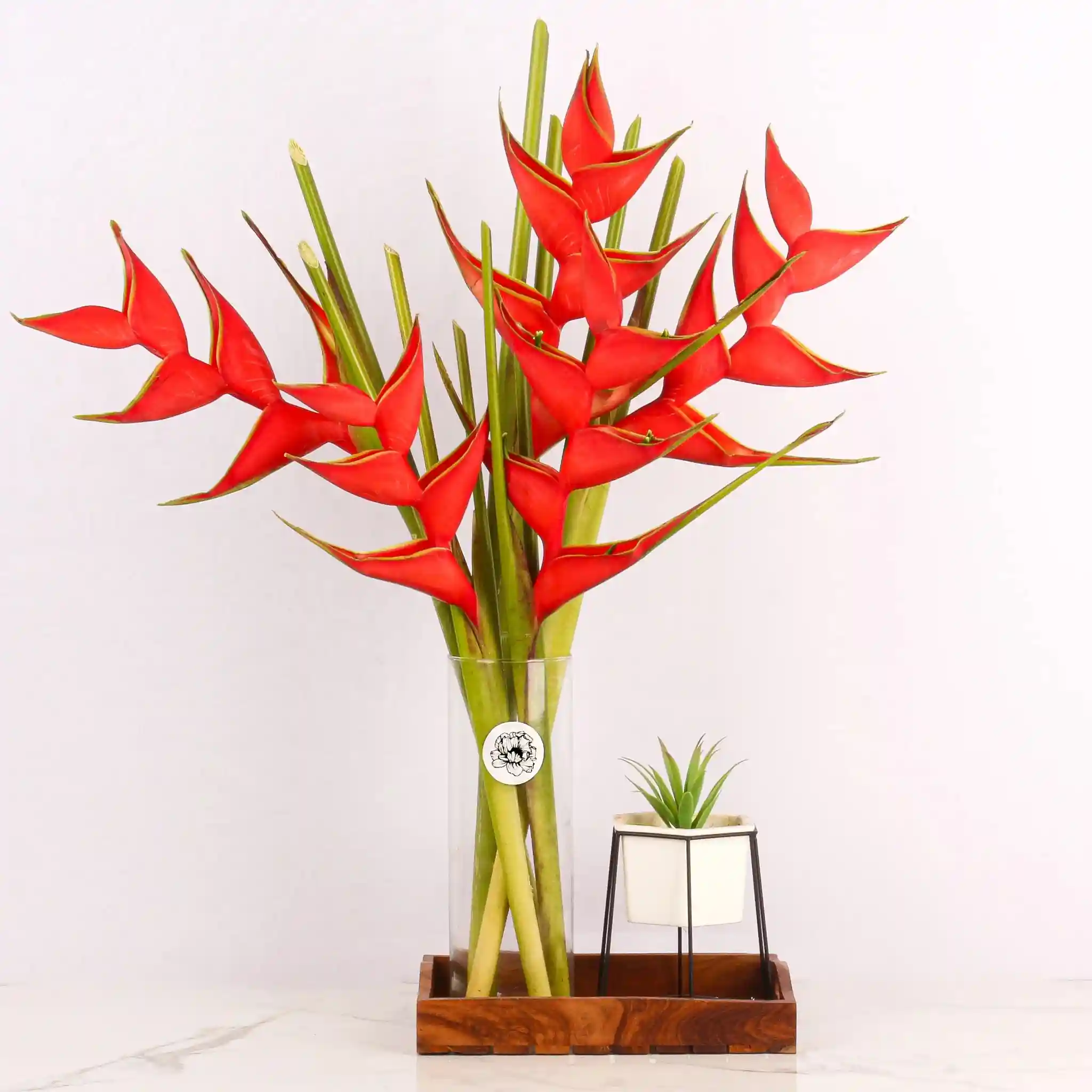 Heliconia Red Plant